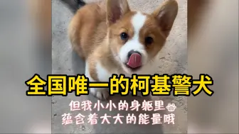 Download Video: 全国唯一的柯基警犬，“小短腿警官”保证完成任务！