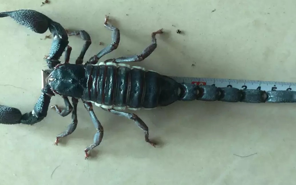 记录最大的活体印度红爪雨林蝎,肛吻20 突破前记录_哔哩哔哩_bilibili