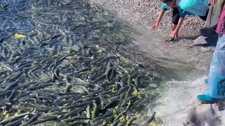 [图]又是湟鱼洄游洄游季，青海湖湟鱼密密麻麻