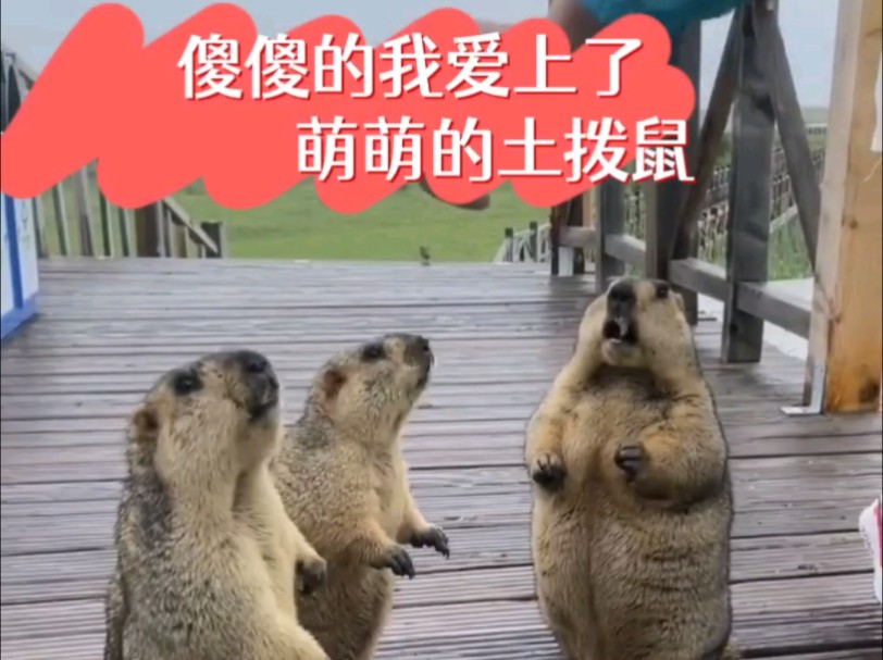傻傻的我愛上了萌萌的土撥鼠
