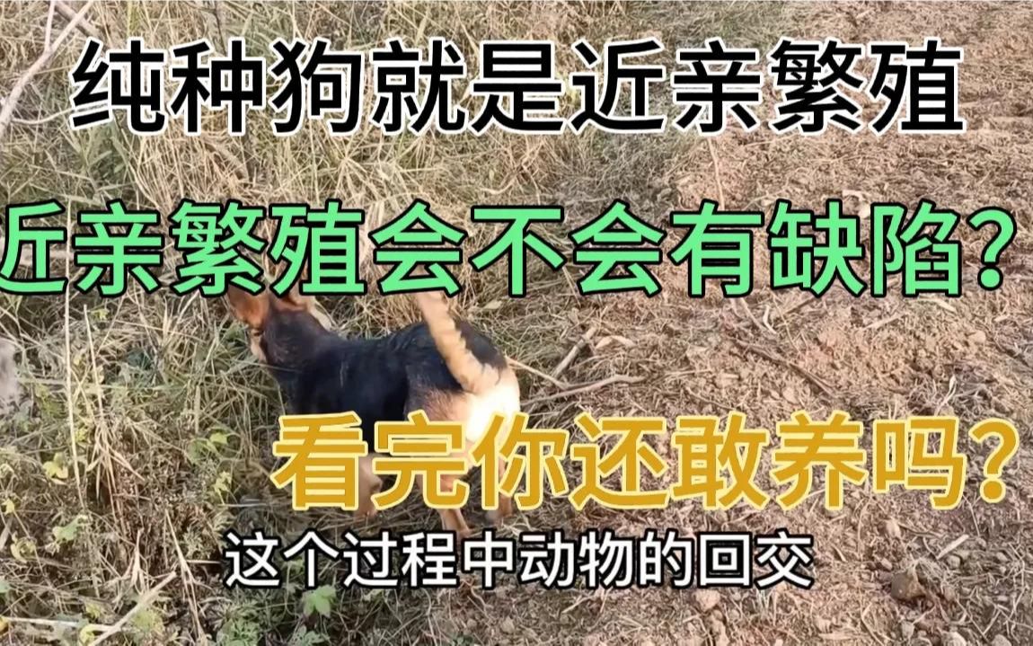 近亲繁殖的狗很可怕,纯种狗的悲惨生活,你还追捧“纯种”狗吗哔哩哔哩bilibili