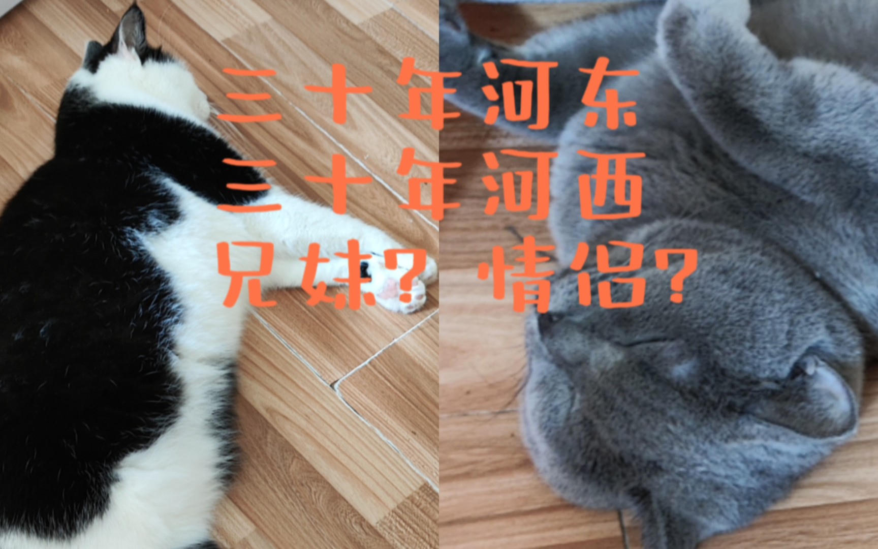 男猫女猫,爱的攻防战!