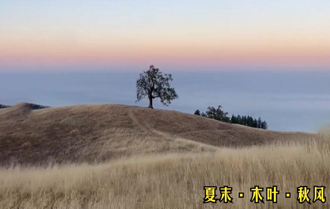 [图]云天暮光收夏色，木叶夕风动秋声，去感受这本属于我们的夏末吧~立秋快乐！感谢你让杰克平安落地~