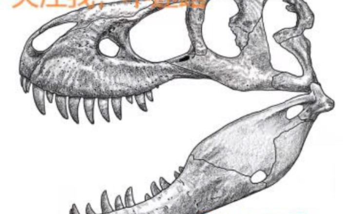 画一只麦克雷霸王龙