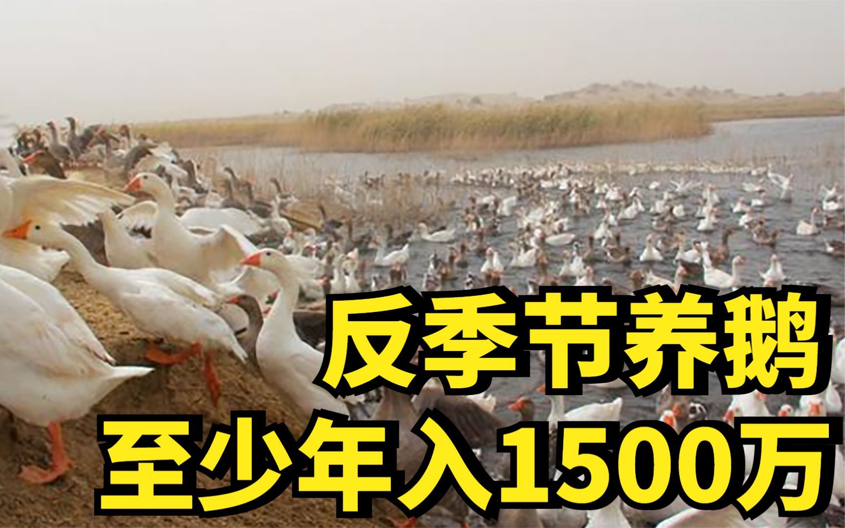 ＂江苏鹅王＂50岁再创业,靠反季节养鹅的巧招,每年至少收入1500万哔哩哔哩bilibili