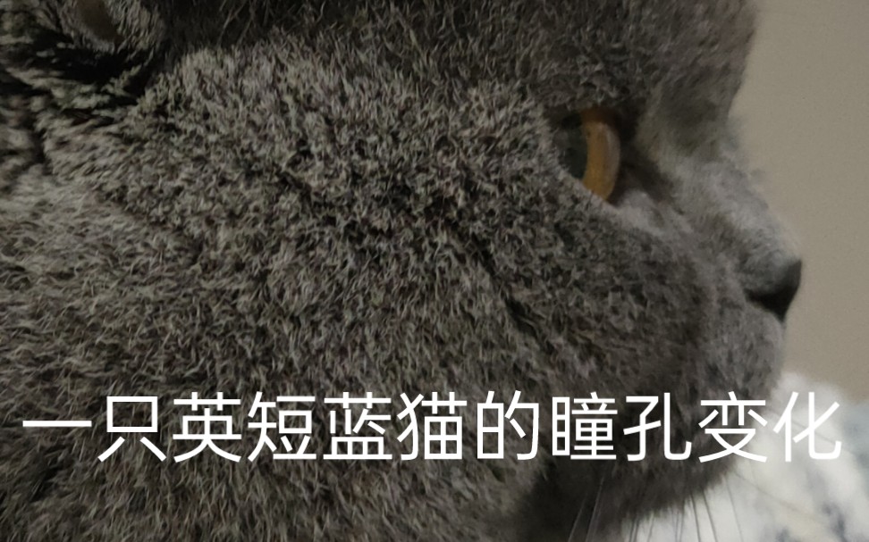 一只英短蓝猫的瞳孔变化哔哩哔哩bilibili