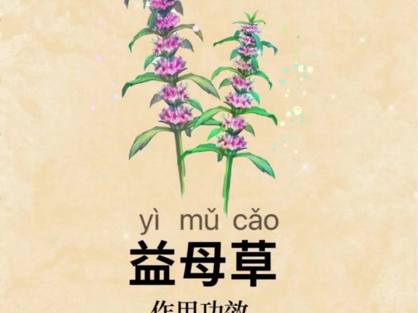 中药名]益母草【科属学名]唇形科-益母草属【作用功效】益母草药性苦