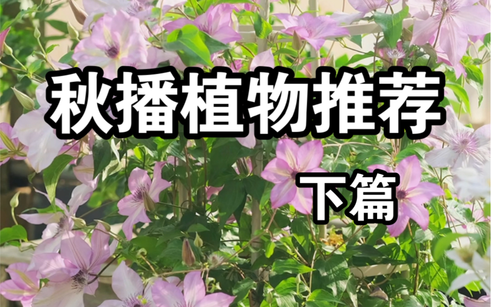 [图]秋播植物推荐 下篇