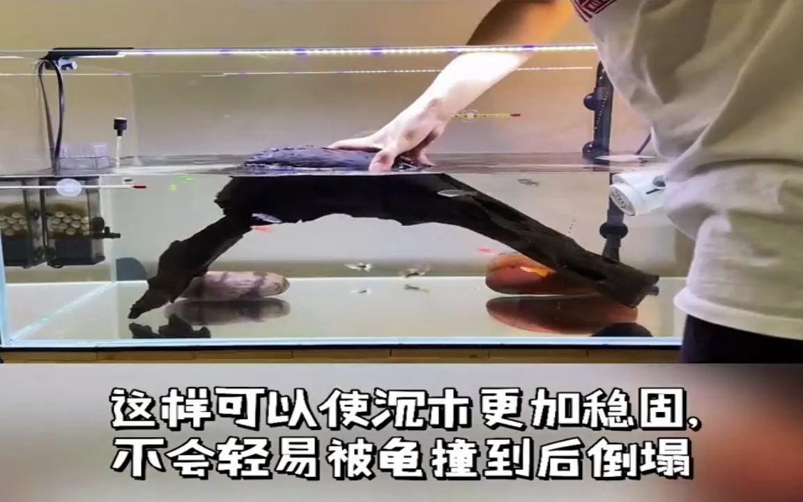 如何布置一个超有爱的龟缸?