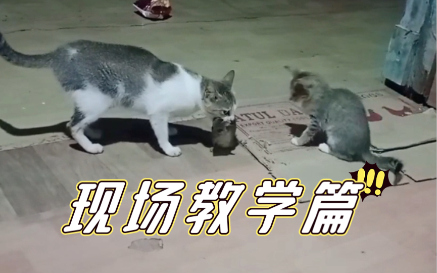 [图]猫妈妈抓到一只老鼠，小奶猫开启学霸模式