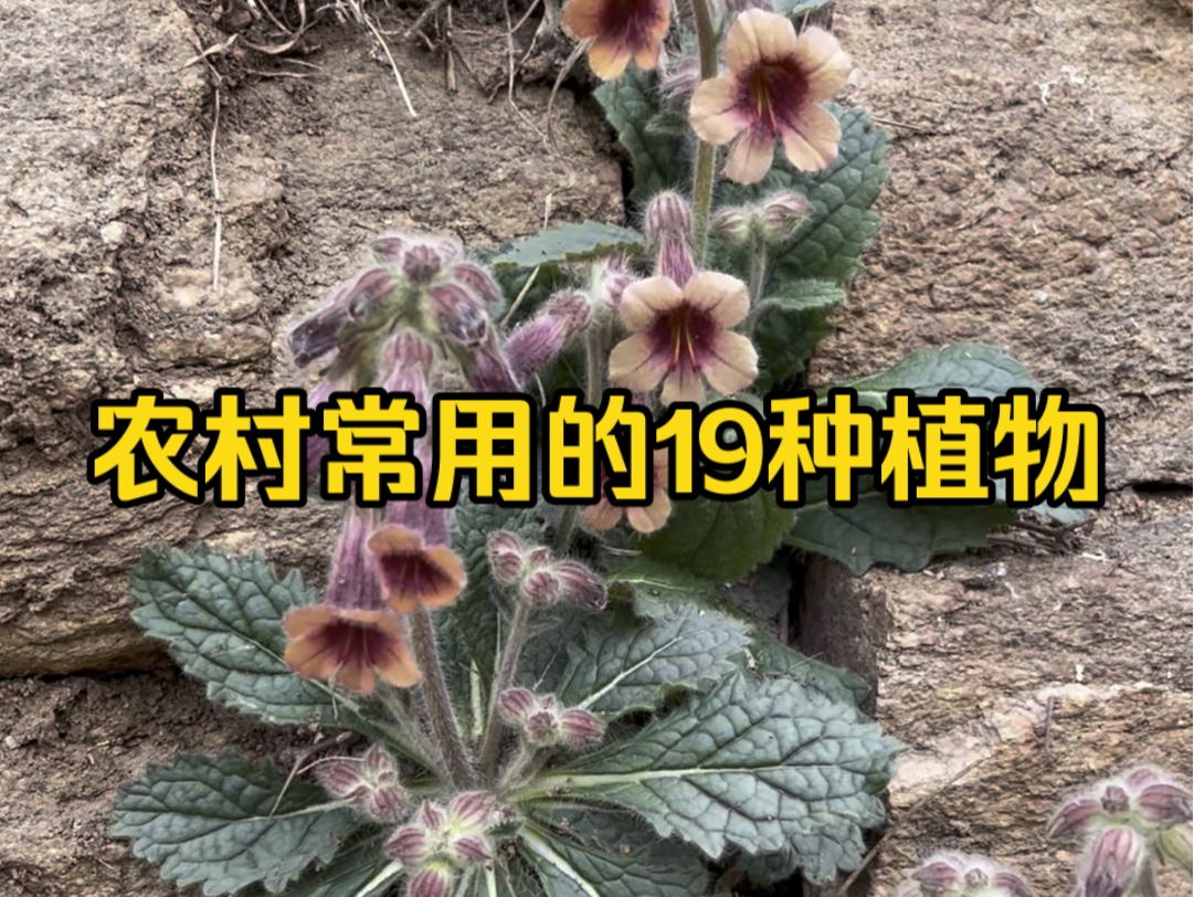 农村常用的19种植物哔哩哔哩bilibili