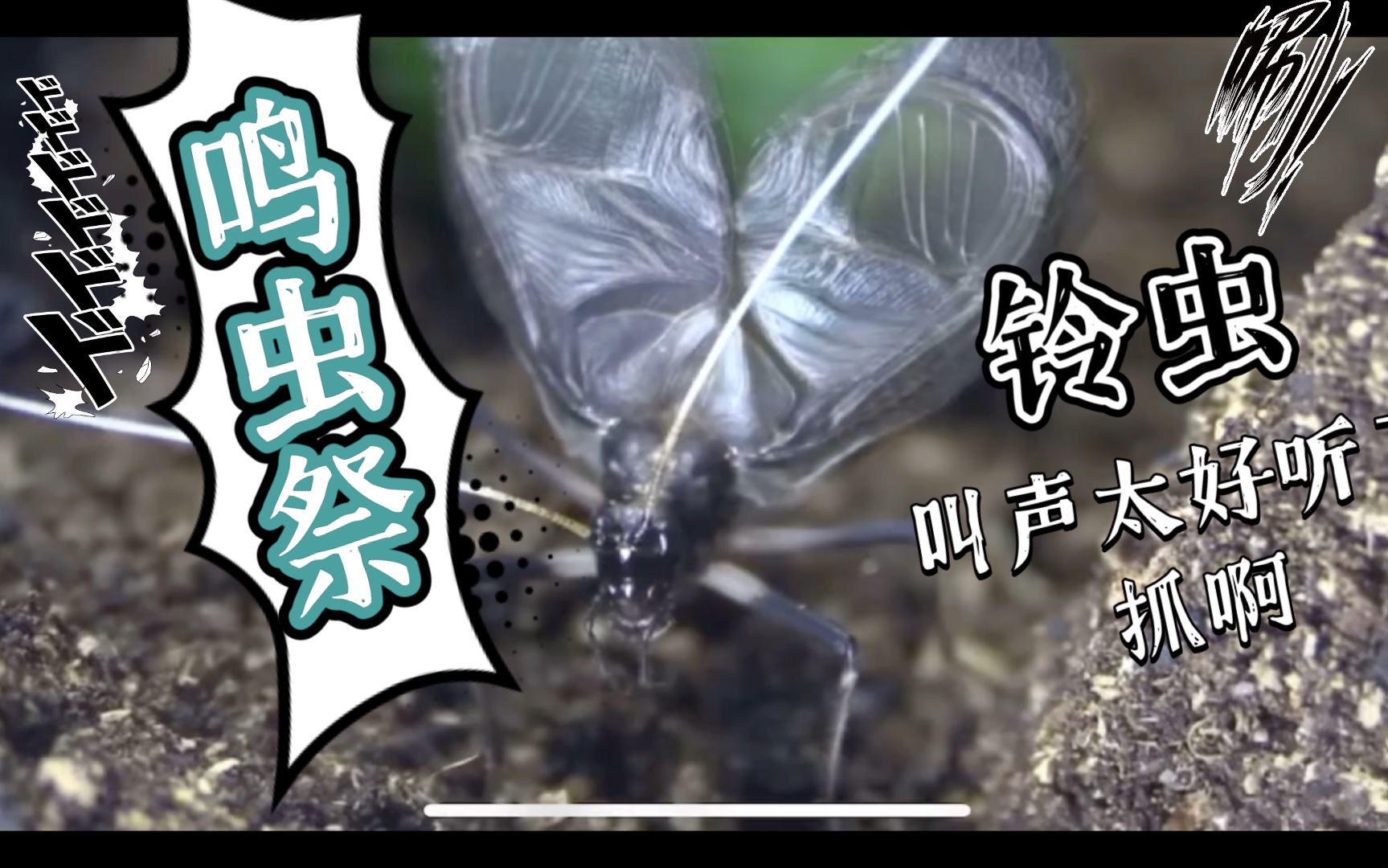 活动作品小生命系列总算抓到铃虫啦你们那边管这个叫什么