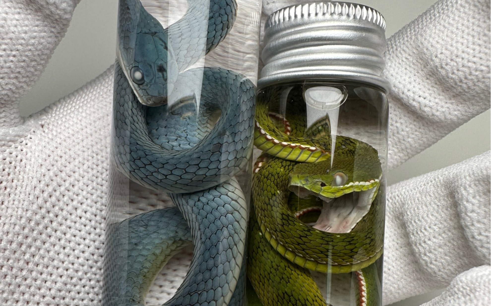 客订蛇类标本展示