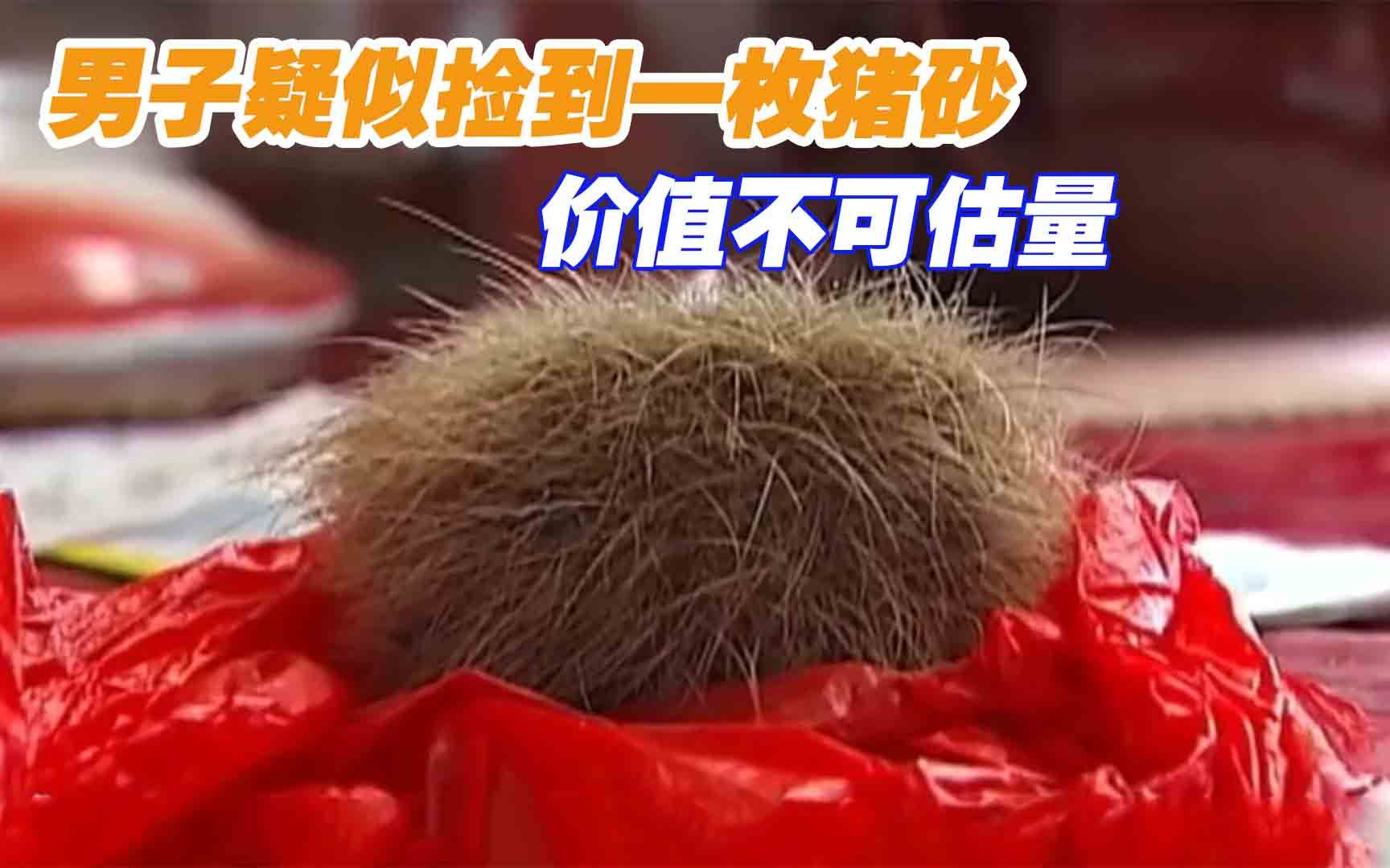 男子捡到一个奇怪毛球,村里老人说这是"猪砂",价值不可估量