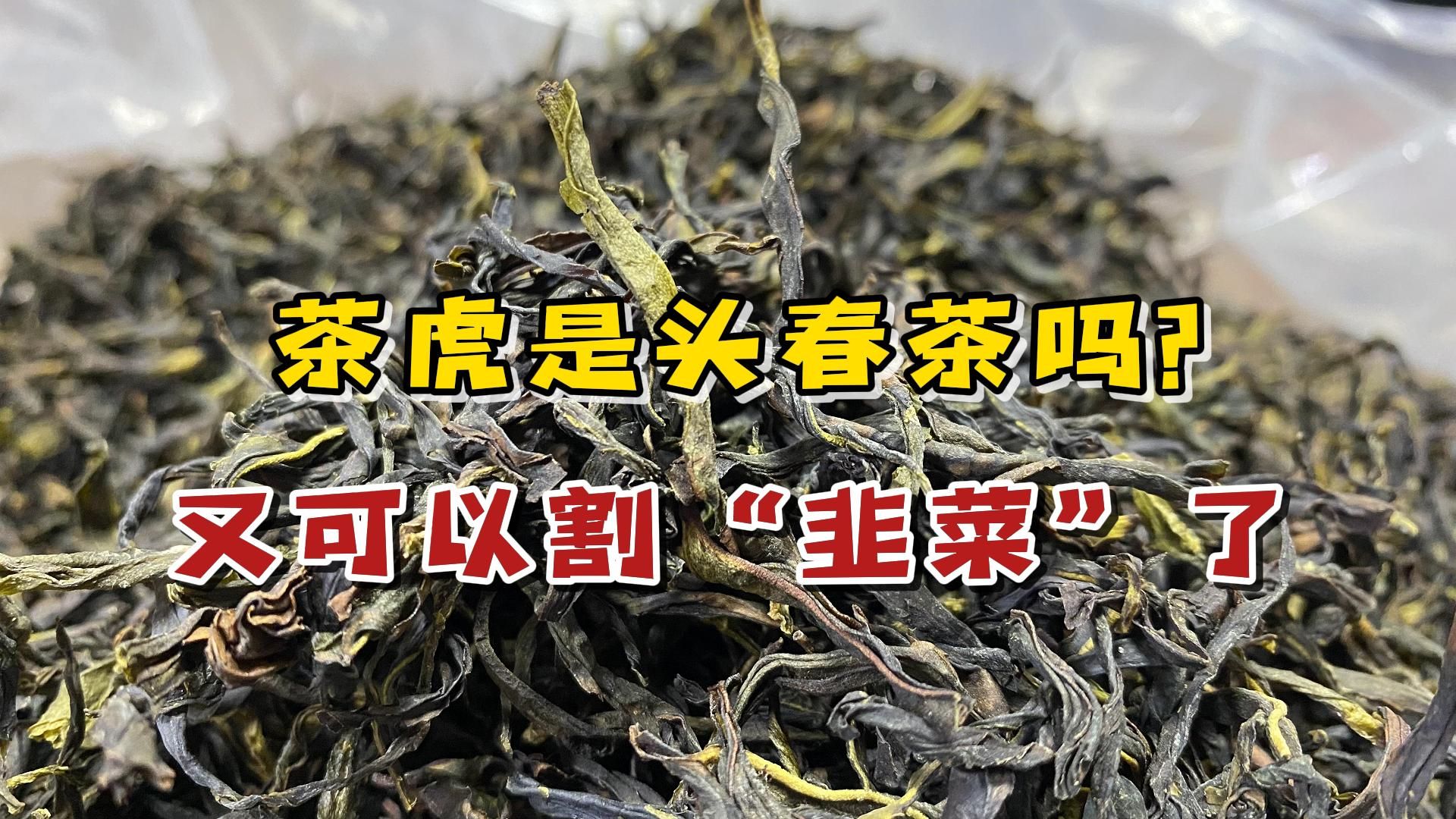 凤凰单丛的茶虎,是头春茶吗?茶老板:又开始收割“韭菜”了!哔哩哔哩bilibili