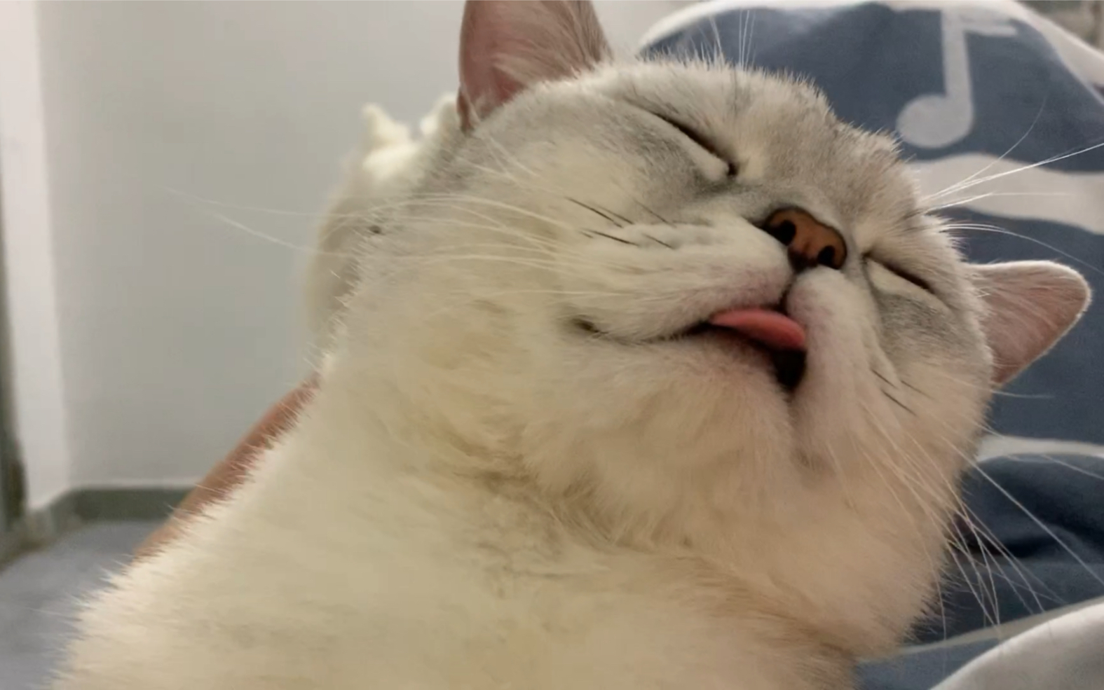 活动作品是不是像极了打瞌睡的你波波茶の日常