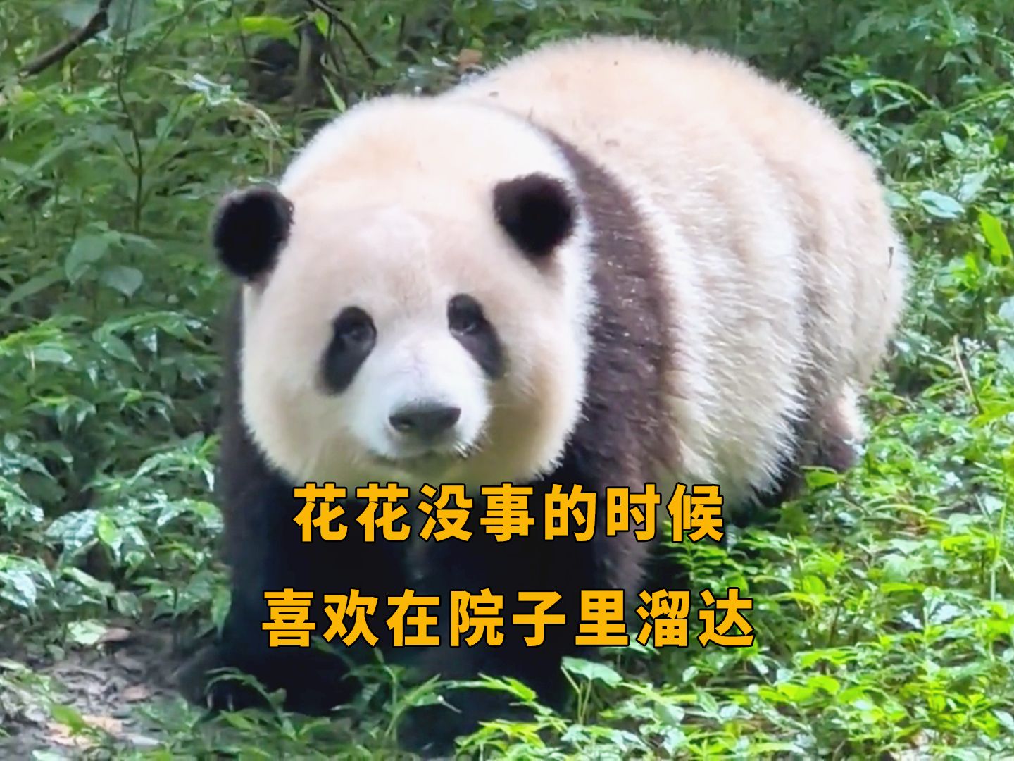 花局没事的时候就喜欢在院子里溜达,还可以顺带着听听彩虹屁