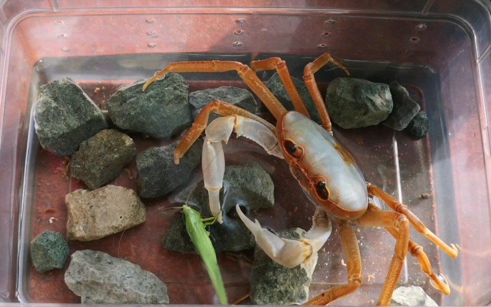 【雌性修仁内溪蟹】捕食什么螽斯…不太聪明的亚子_哔哩哔哩 (゜-゜)