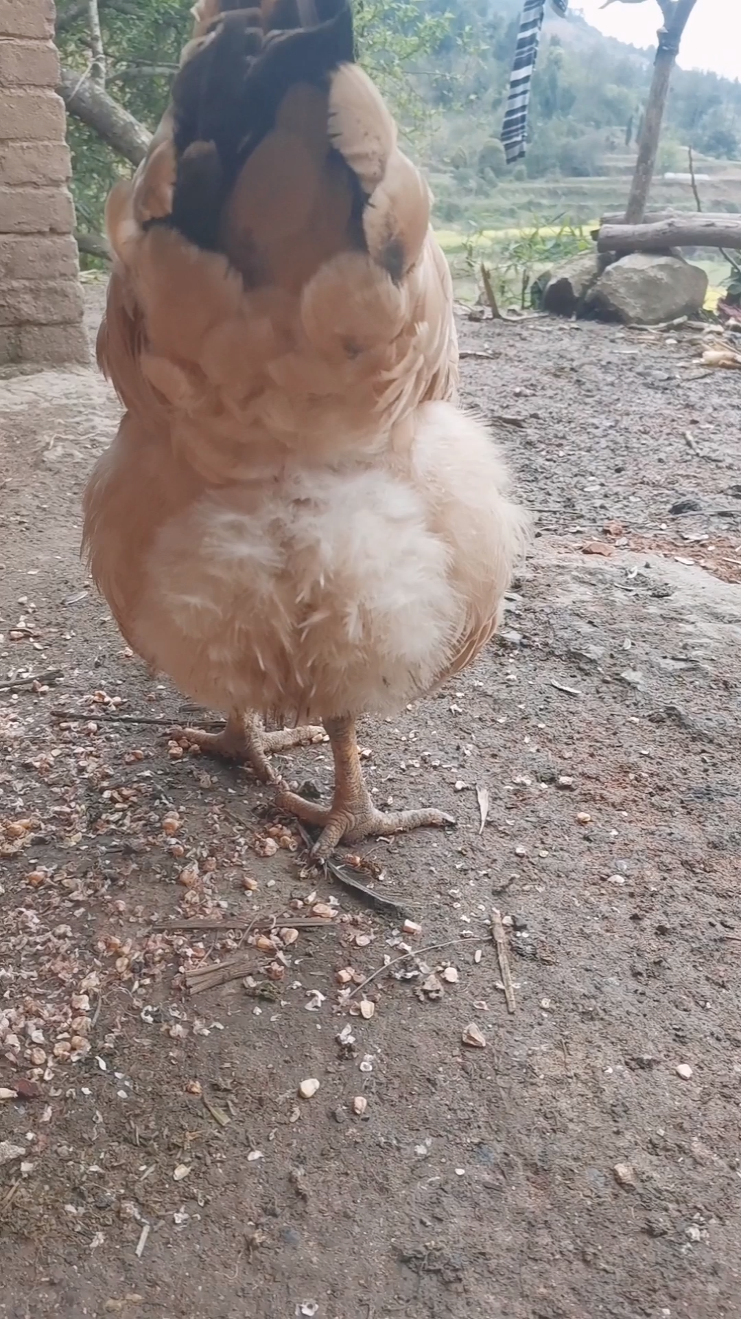 快来看母鸡的性感屁屁[大笑][大笑][大