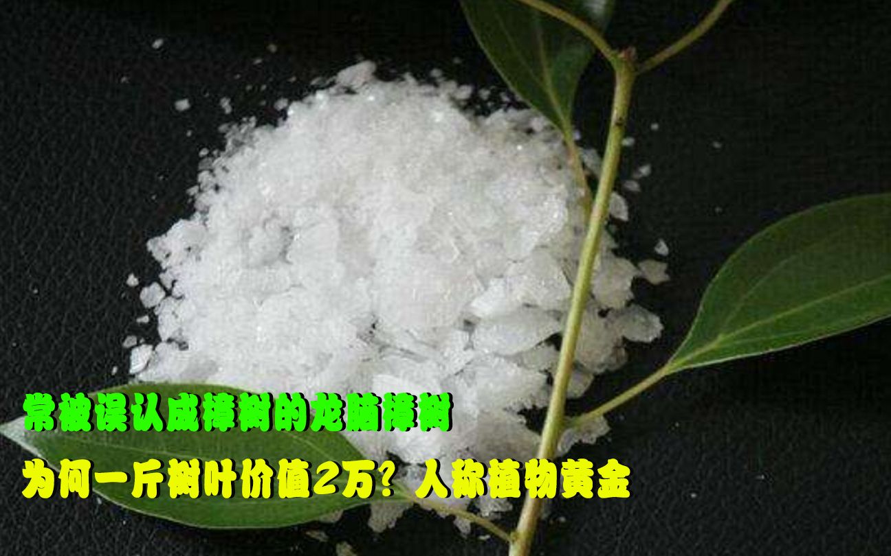 [图]常被误认成樟树的龙脑樟树，为何一斤树叶价值2万？人称植物黄金