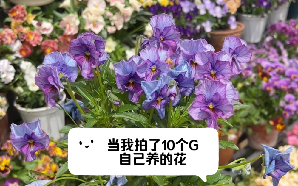 当我拍了10个G自己养的花哔哩哔哩bilibili