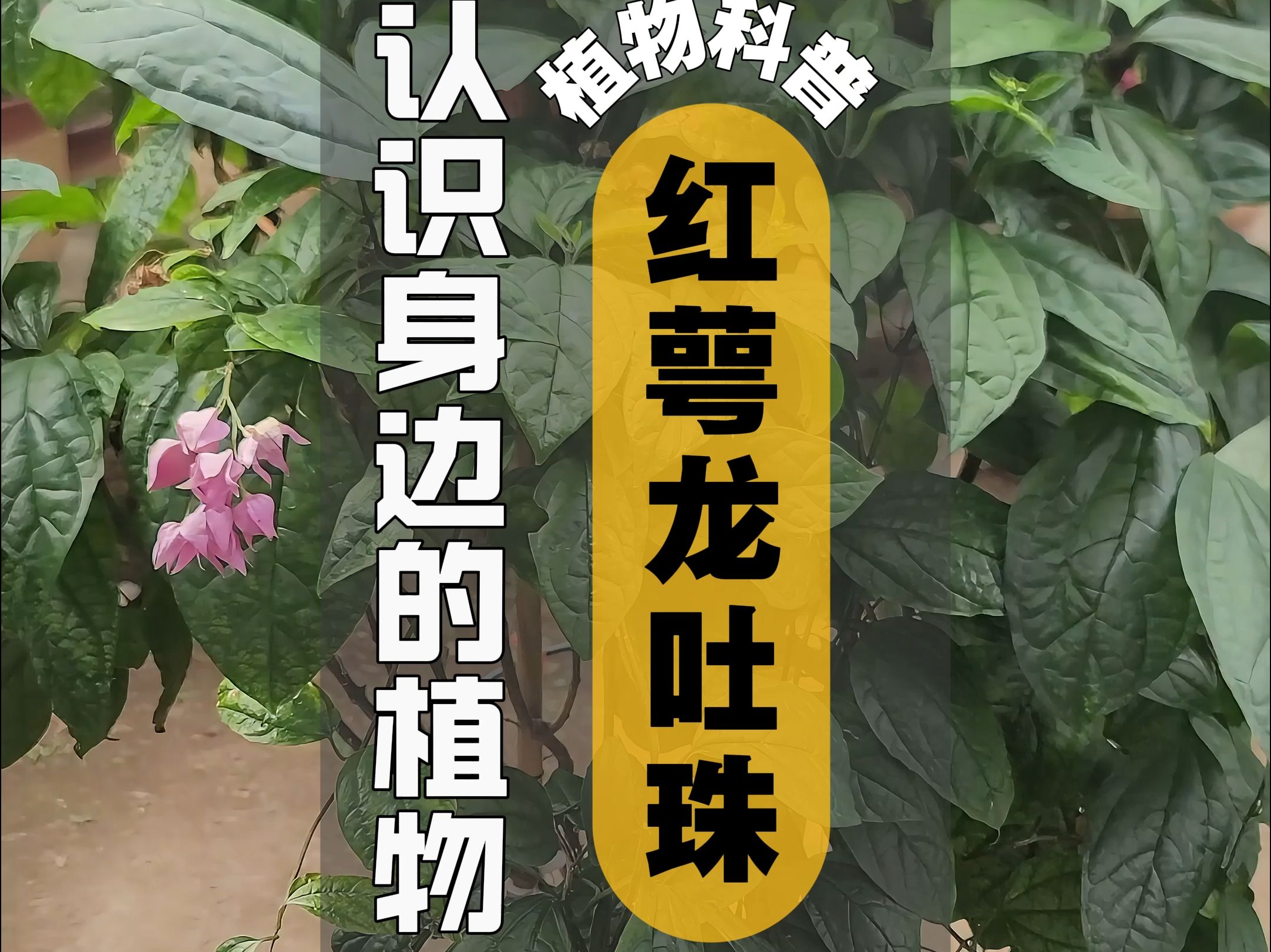 植物科普 I 红萼龙吐珠哔哩哔哩bilibili