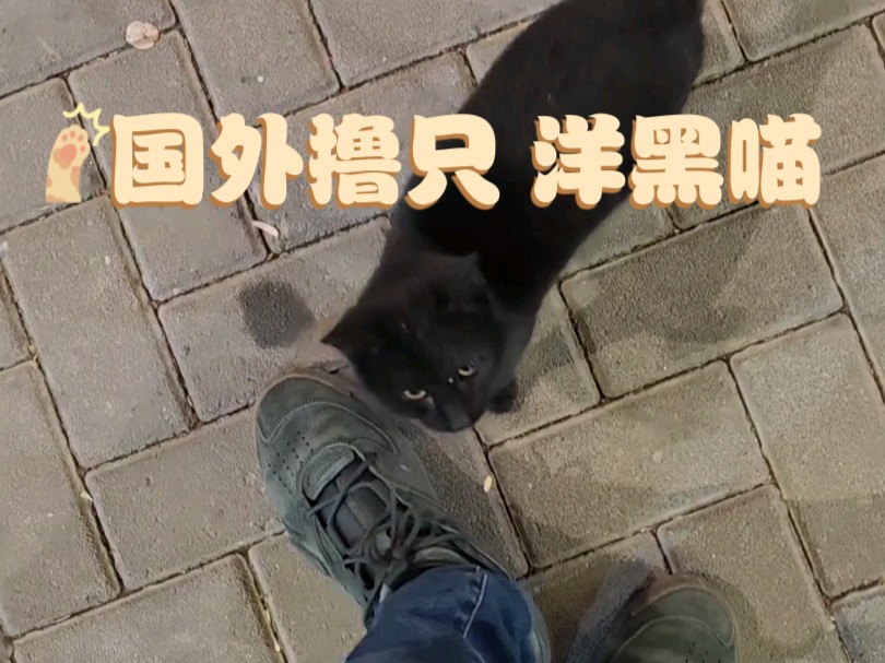 国外撸只 洋黑猫 ♥期魂游记 中亚篇♠哔哩哔哩bilibili