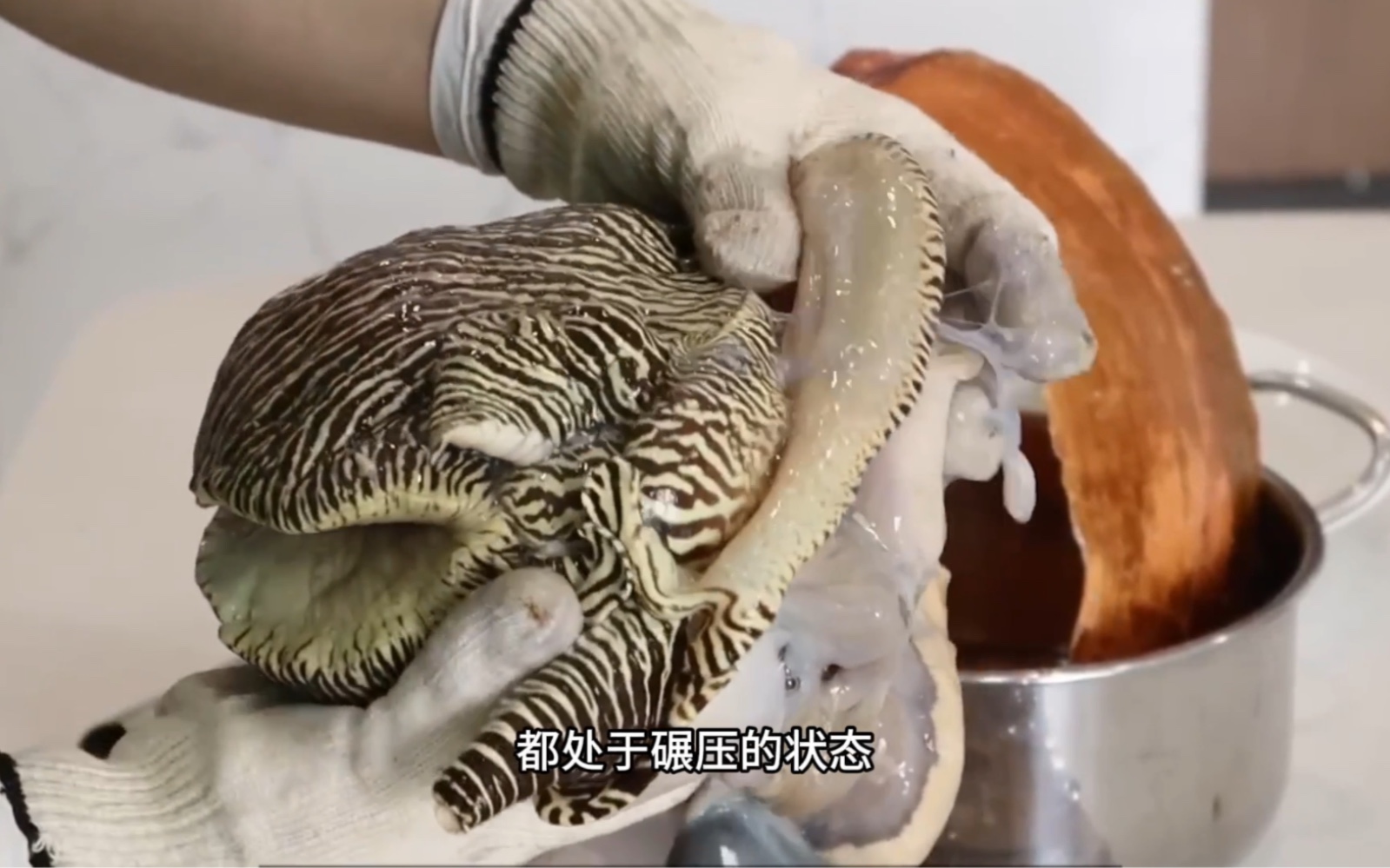 海蜗牛就要趁鲜敲碎品尝蜗牛肉,白皙嫩弹的肉质让人难忘