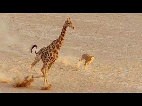 狮子想偷袭长颈鹿,被长颈鹿一脚踹飞狂踩,大写的尴尬!