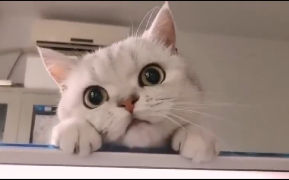 猫星人们撒娇卖萌,这谁受得了?