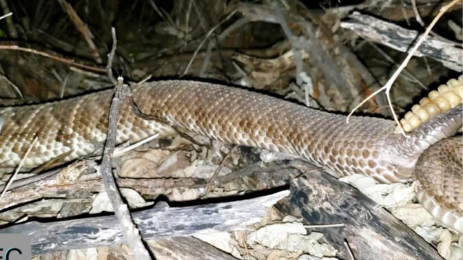 红色响尾蛇/-哔哩哔哩_bilibili