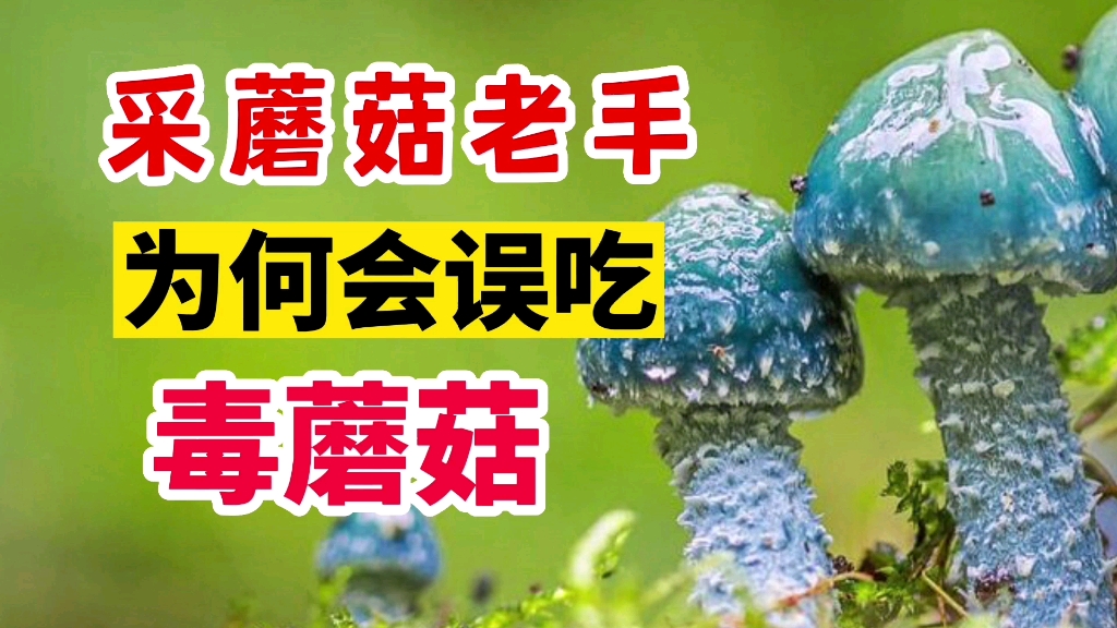 [图]采蘑菇老手，为何会误吃毒蘑菇