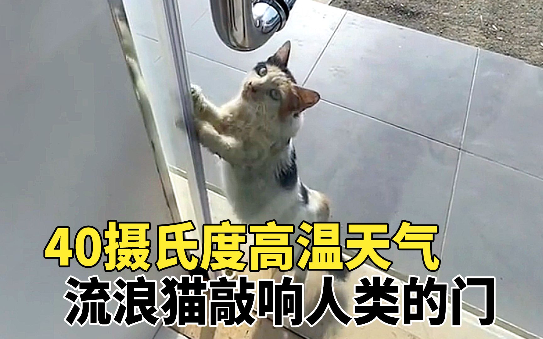 [图]40℃高温天气，流浪猫敲响人类的门，猫：让我进去吧，外面太热了