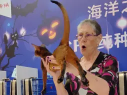 Download Video: 你见过一只像黄鳝的猫吗？莫奈的赛场回顾，全场幼猫第二名