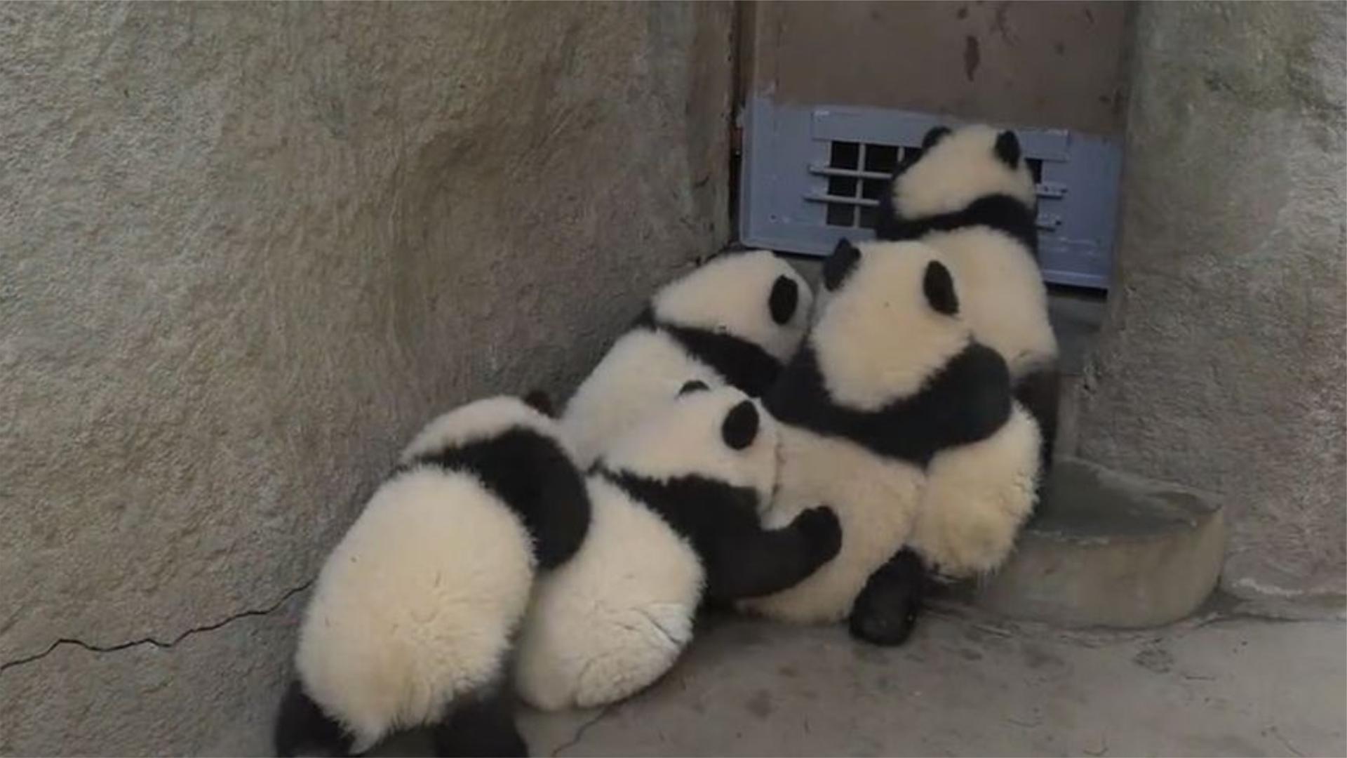 熊猫团子集体"造反",奶妈扔了一把扫帚过去,接下来不许笑!
