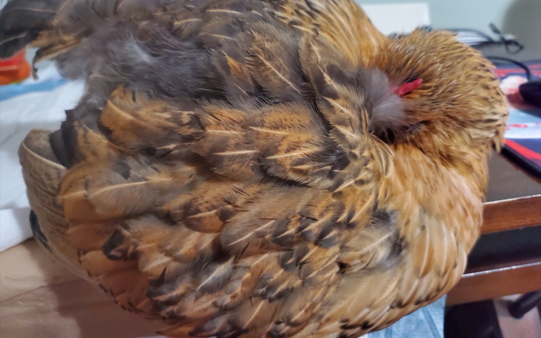 rua醒睡着的小母鸡