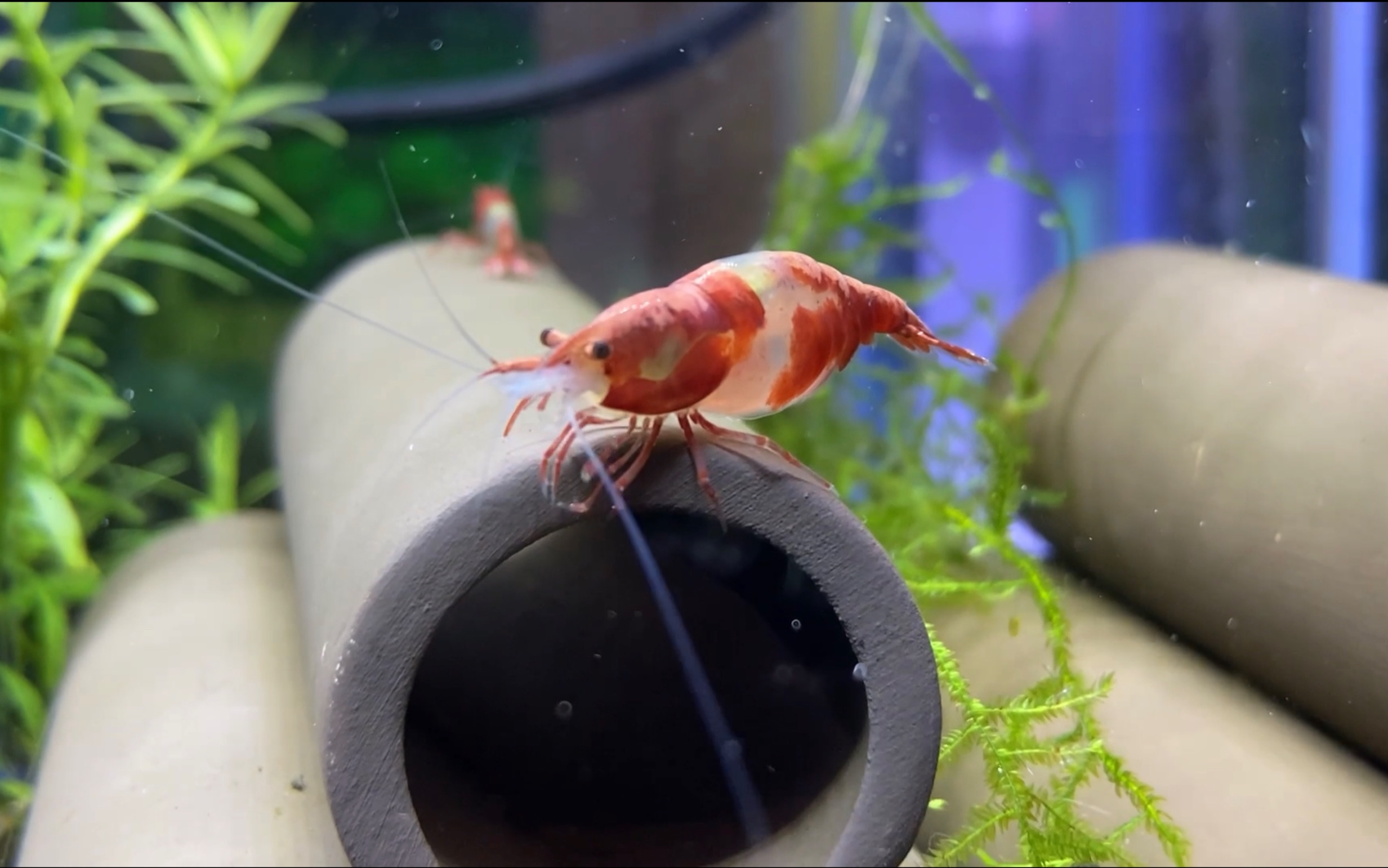 观赏樱花虾水晶虾大和藻虾吃东西,被疗愈的感觉