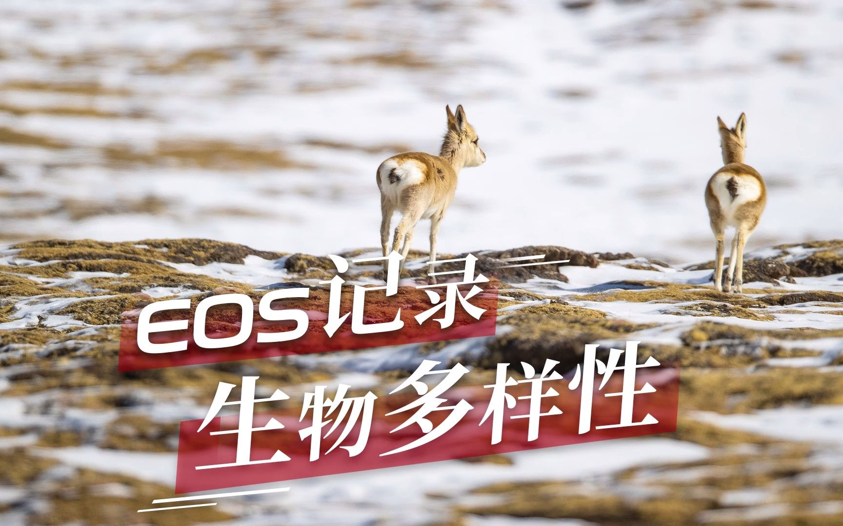 EOS记录 生物多样性哔哩哔哩bilibili