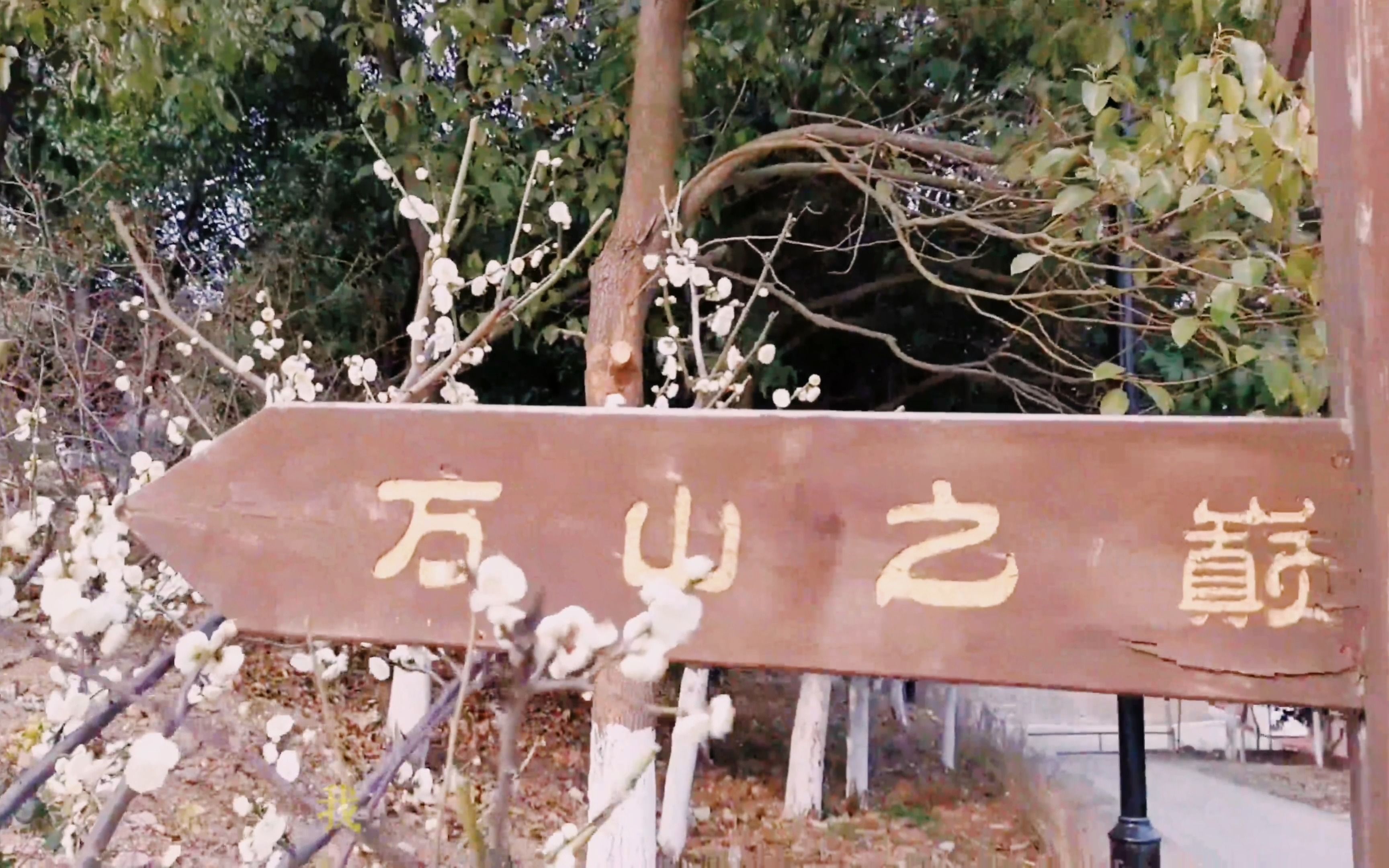 游襄阳万山梅花园