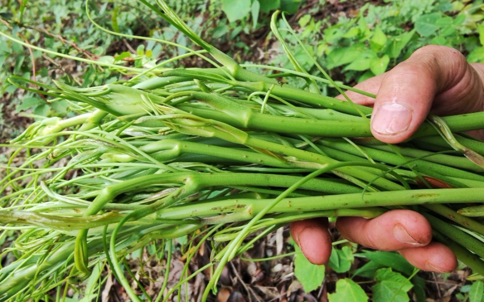 有钱都难吃到的野菜金刚藤嫩芽大叔摘回来炒腊肉真香