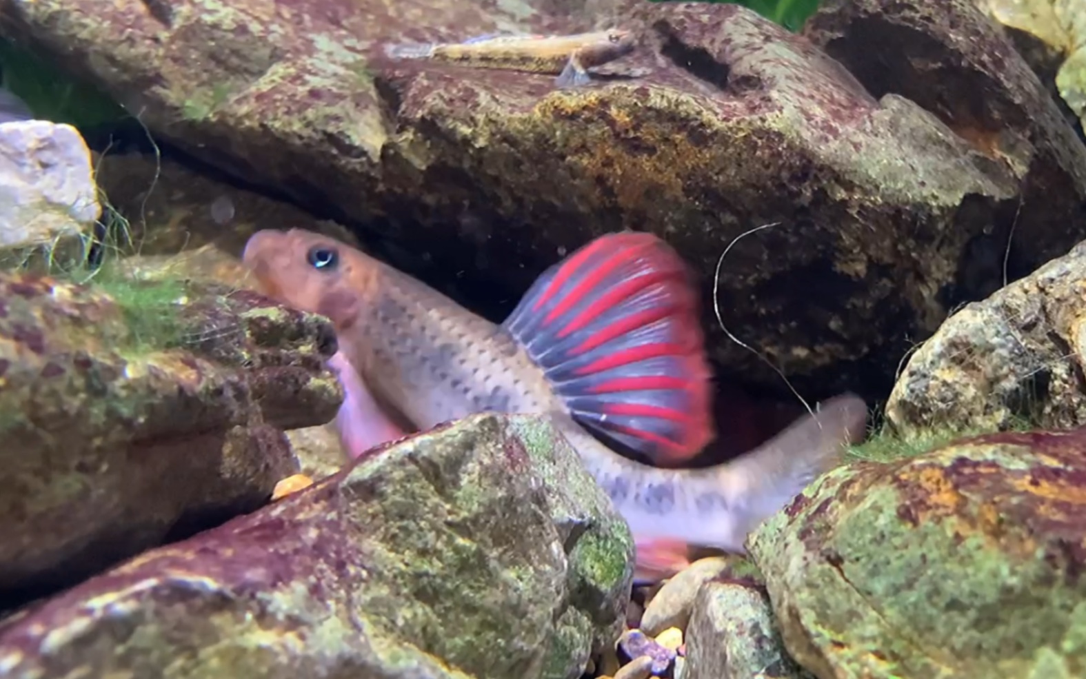 中国原生鱼 建德小鰾鮈 建德棒花