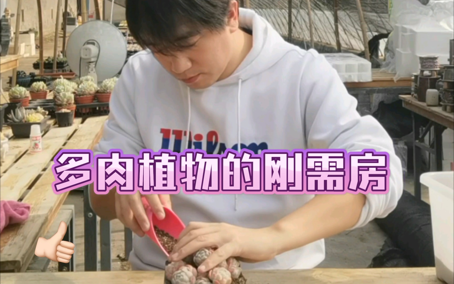 多肉也有刚需经济适用房哔哩哔哩bilibili