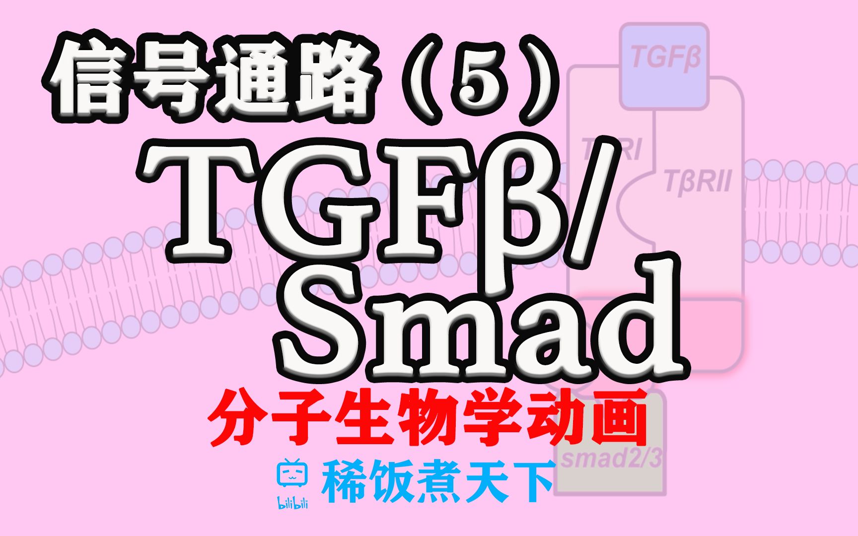 【分子生物学动画】TGFSMAD 信号通路(5)哔哩哔哩bilibili