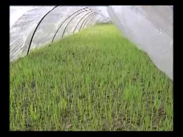 水稻的栽培种植技术水稻种植教程 高产水稻栽培技术哔哩哔哩bilibili