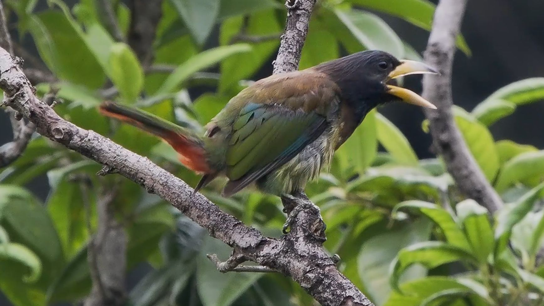 【行为图鉴】大拟啄木鸟 撅屁股拉屎