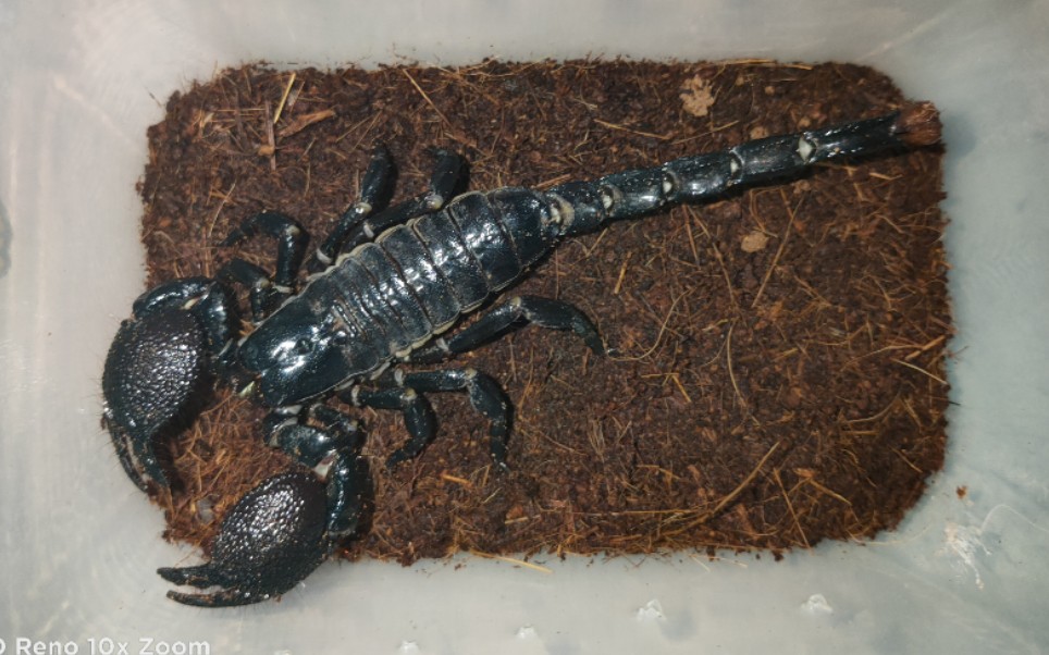 帝王蝎捕食东亚钳蝎无敌的东亚君又败了