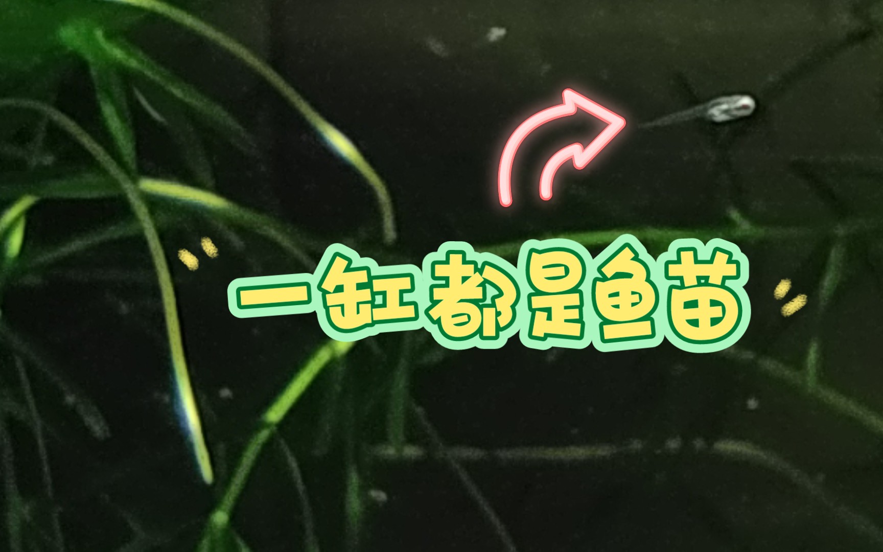 【中国斗鱼繁殖②】出苗,全是鱼,跟我学,两条鱼变成两百条.哔哩哔哩bilibili