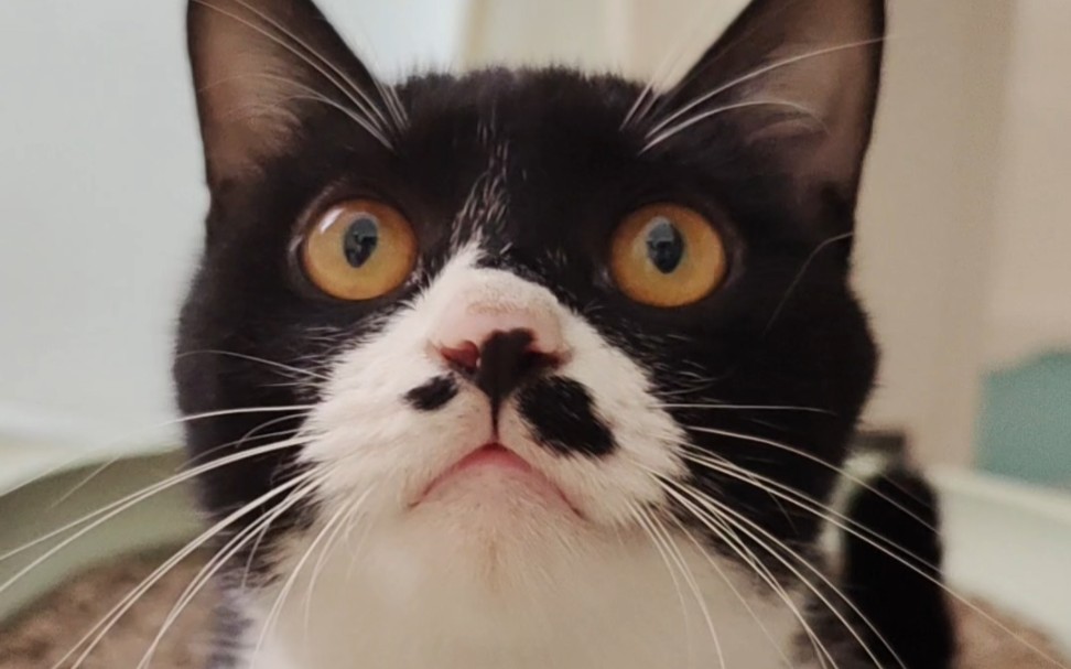 介绍一下家里的欠登儿