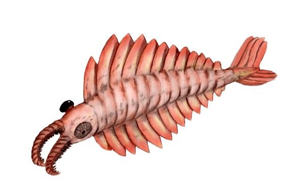 【古生物】第一代强大掠食者奇虾_哔哩哔哩_bilibili