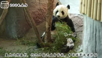 艾赫泰里动物园的熊猫至少将留在芬兰度过今年夏天